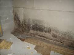 mold in home 